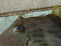 �c�m��2�{�Ɏ}�����ꂵ�Ă���J���n�M